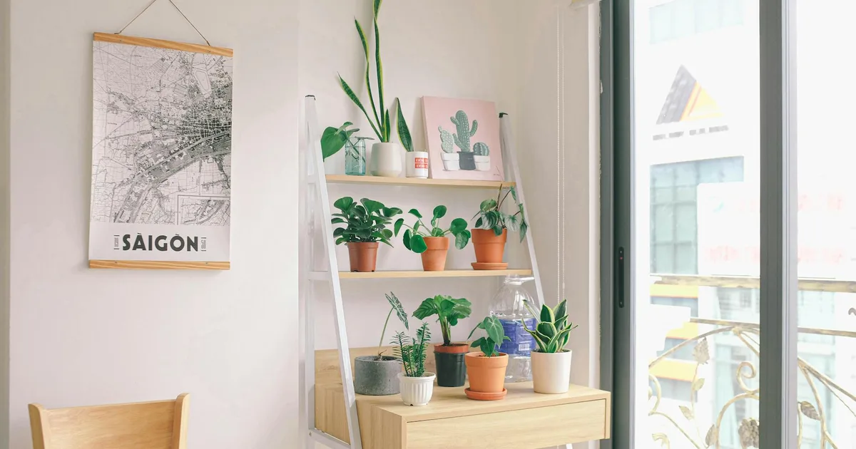 Light-filled room with modern decor, potted plants, and a Saigon map on display.