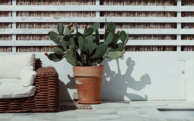 A chic outdoor lounge area in Naxos, Greece featuring a cactus plant and wicker sofa against a white backdrop.